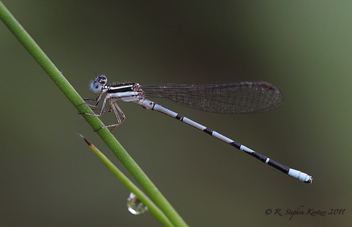 Argia bipunctulata, male